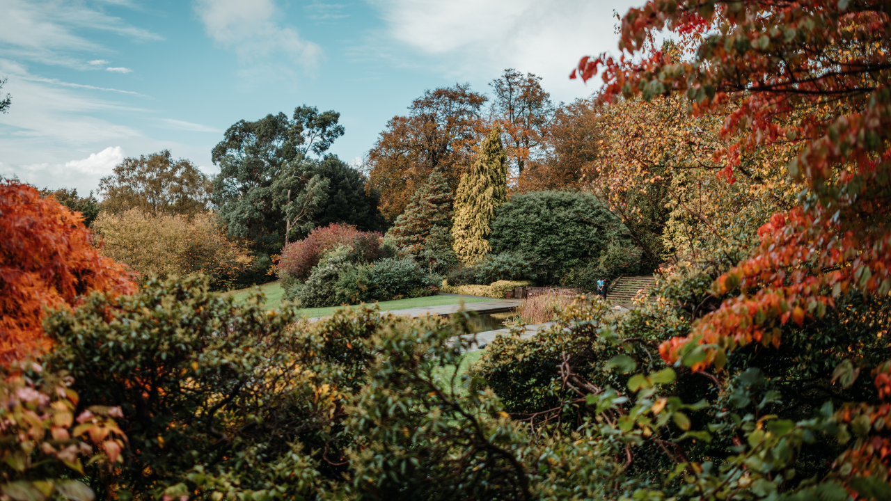 Green, yellow and orange trees from Hampstead Pergola Gardens on a blue day