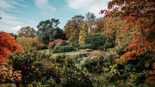 Green, yellow and orange trees from Hampstead Pergola Gardens on a blue day