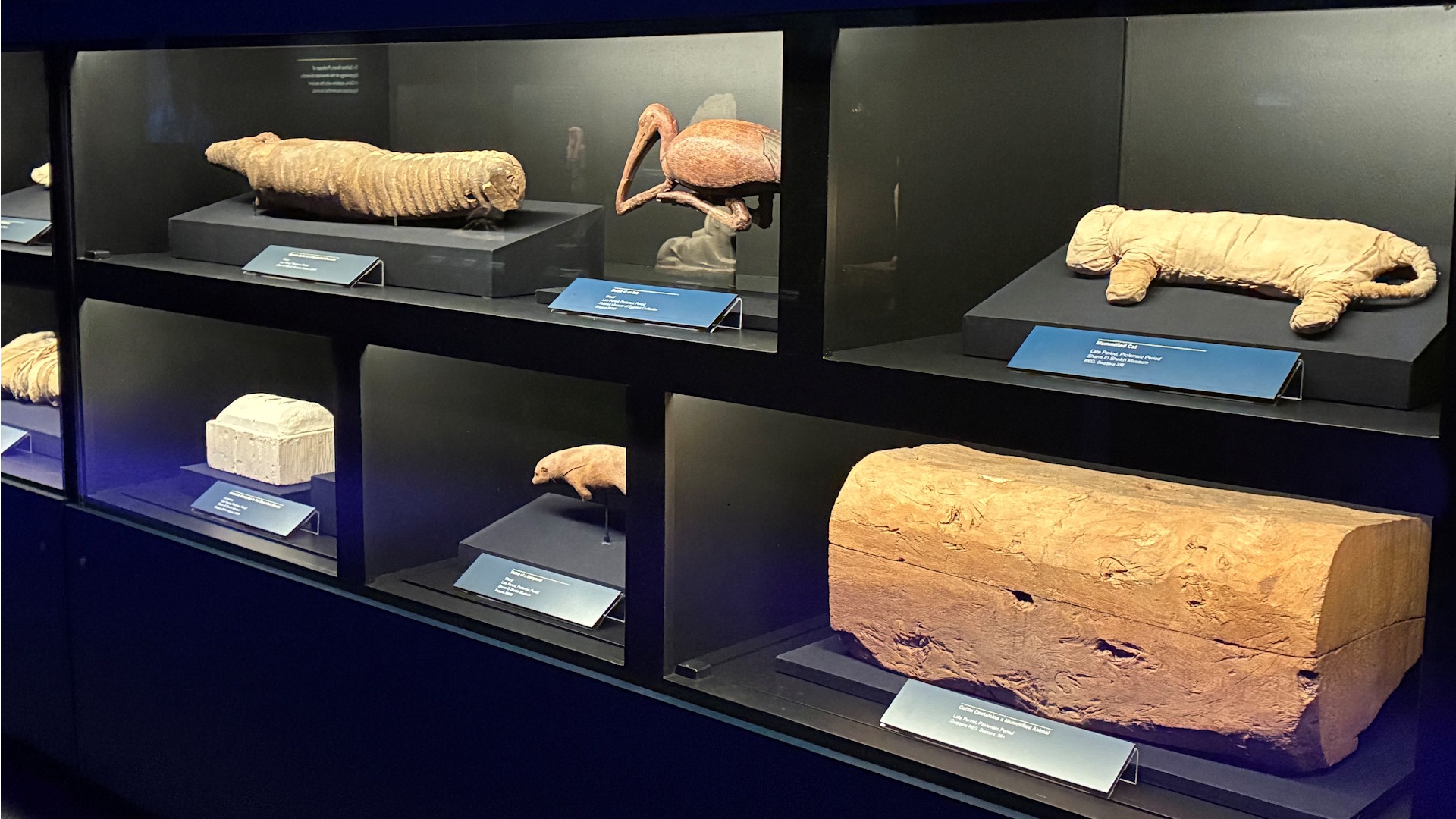 Discover unusual animal mummies at Ramses and the Pharaohs' Gold exhibition at NEON at Battersea Power Station. © London & Partners / Jonny Payne. Display cases of animal mummies and wood carvings, including a mongoose and bird.