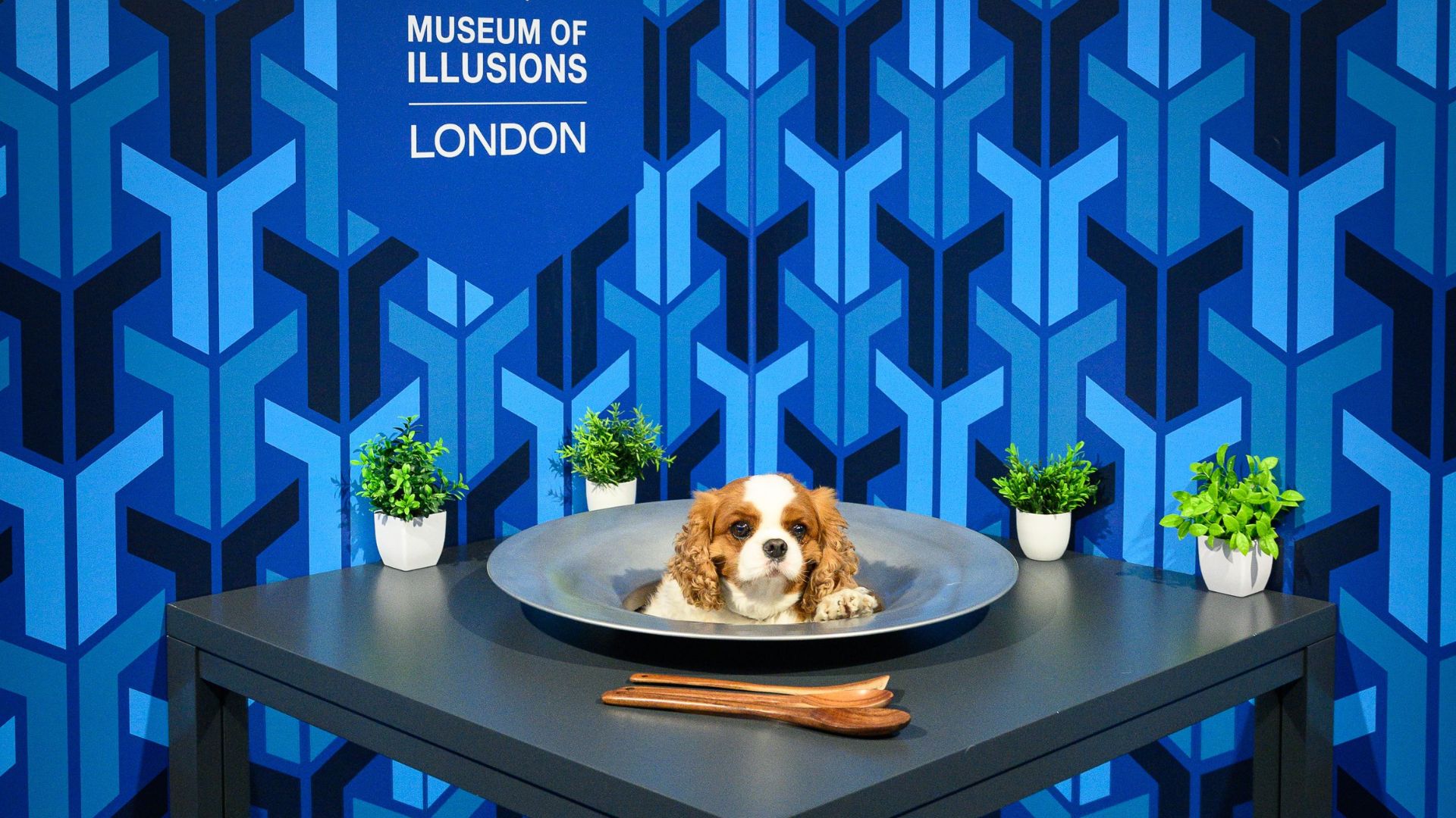 Bring furry friends along to explore immersive illusion spaces at the Museum of Illusions' Dog Days sessions. Image courtesy of Welcome to Frank. Dog at table