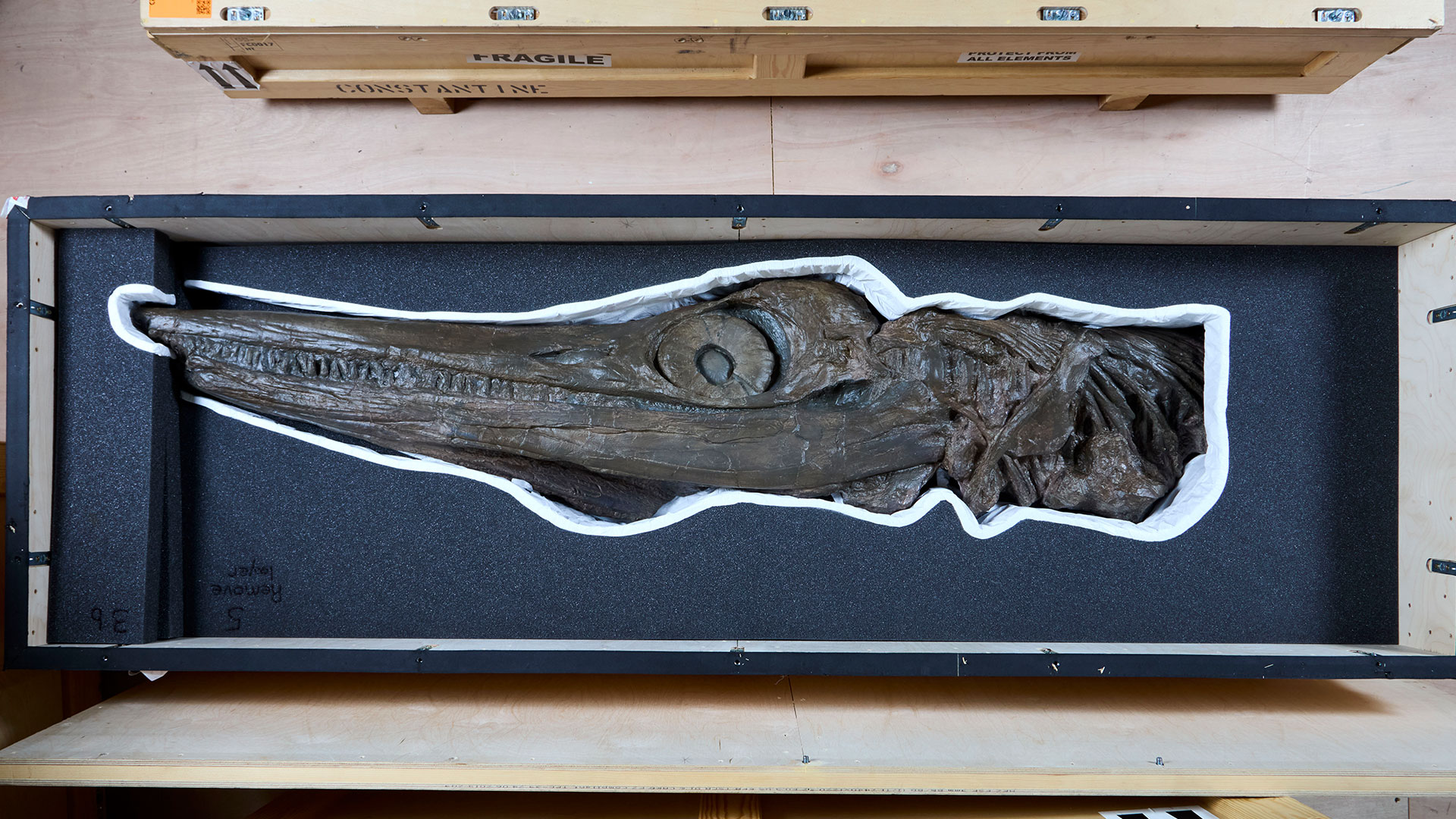 This is a photo taken from above of an ichthyosaur skull from the Jurassic Oceans exhibition at the Natural History Museum.