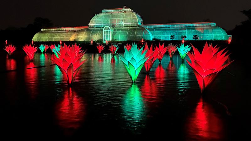 Waterlily sculptures illuminated in green and red lights within the Palm House Pond, with the Palm House in the background, as part of Christmas at Kew.
