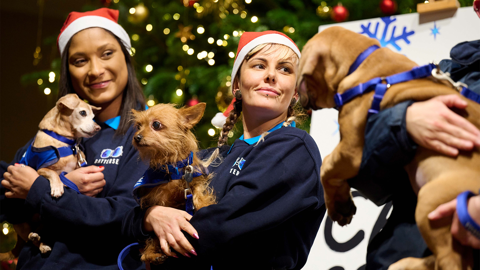 Battersea Dogs & Cats Christmas Carol Concert.