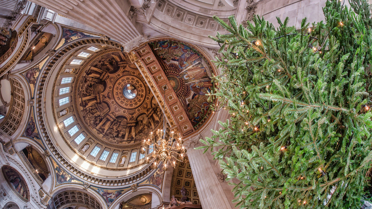 Looking up at St. Paul's Cathedral ceiling and Christmas tree