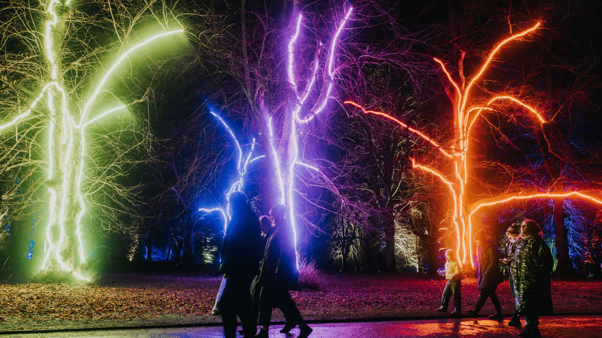 People walking along a path at night in a park, with bare trees illuminated by vibrant neon lights in green, blue, purple, and orange, creating a colourful and glowing display against the dark sky.
