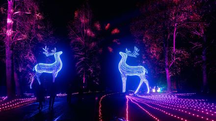 Discover spectacular light sculptures along the Windsor Iluminated trail, including towering glowing deer nestled among the trees. © Giles Smith/MARI