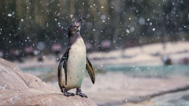 A penguin standing on a rock while animated snow is falling at the ZSL London Zoo.
