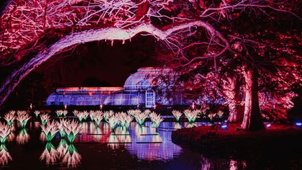 Christmas at Kew transforms the botanical gardens into an enchanted forest. © RBG Kew