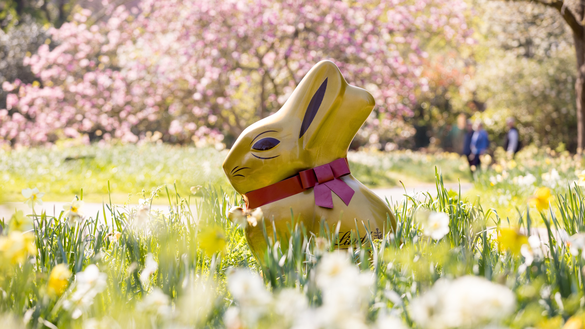 Gold chocolate bunny with red ribbon in garden on a sunny day with trees with pink flowers in the background.