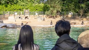 Two people looking at penguins in a zoo.