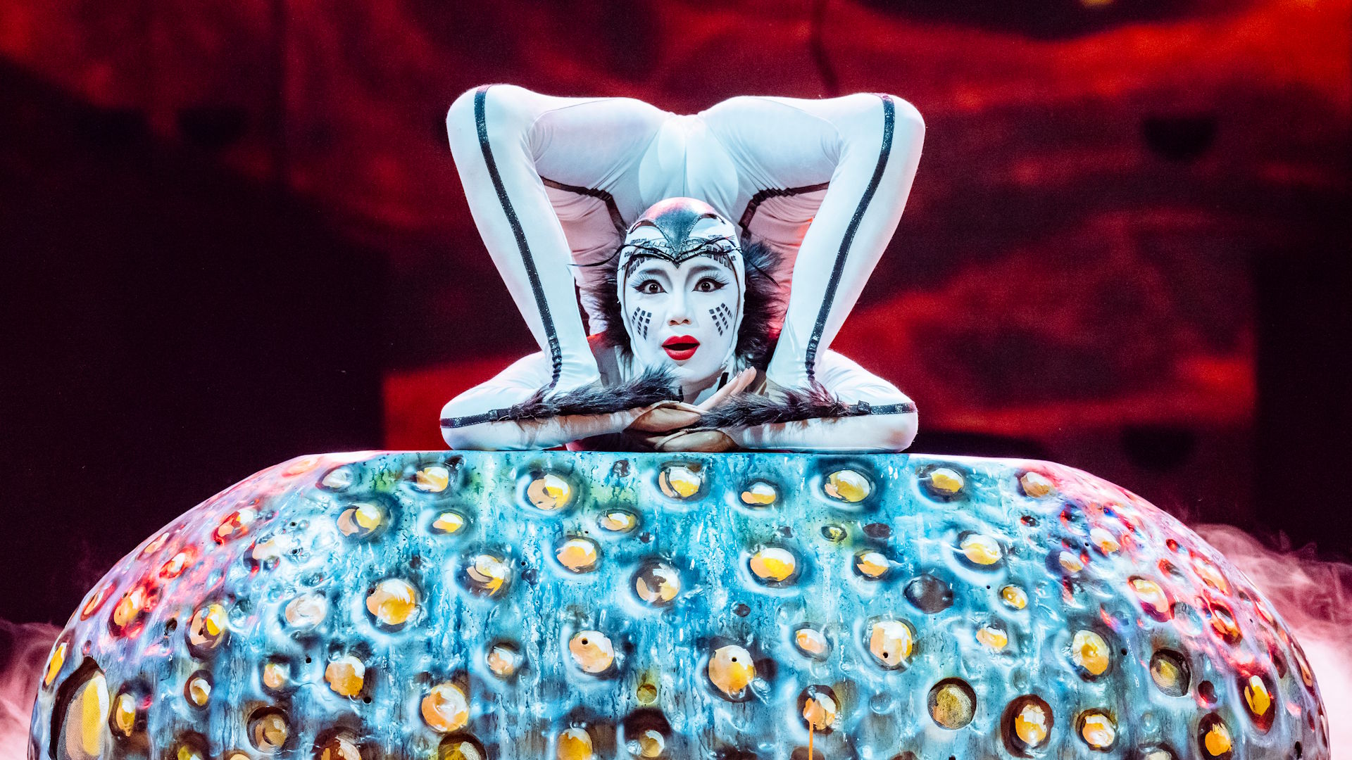 Be amazed by the contortionist spider during Cirque du Soleil's OVO show at the Royal Albert Hall. Photo: Marie-Andrée Lemire. Image courtesy of Cirque du Soleil. A Cirque du Soleil performer, dressed in a white spider costume, poses with their legs over their heads during a contortionist act in OVO at the Royal Albert Hall.