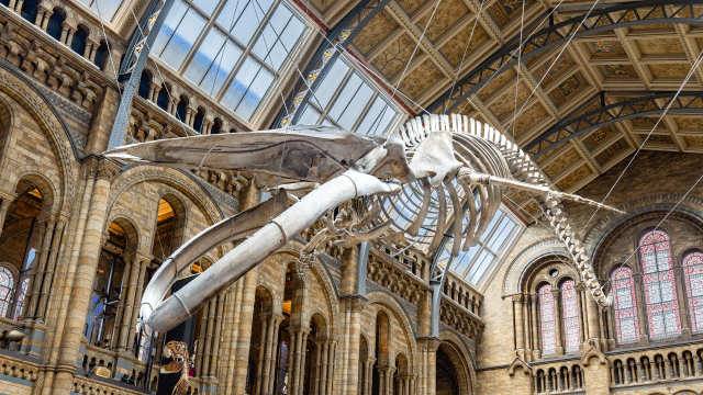 Natural History Museum skeleton